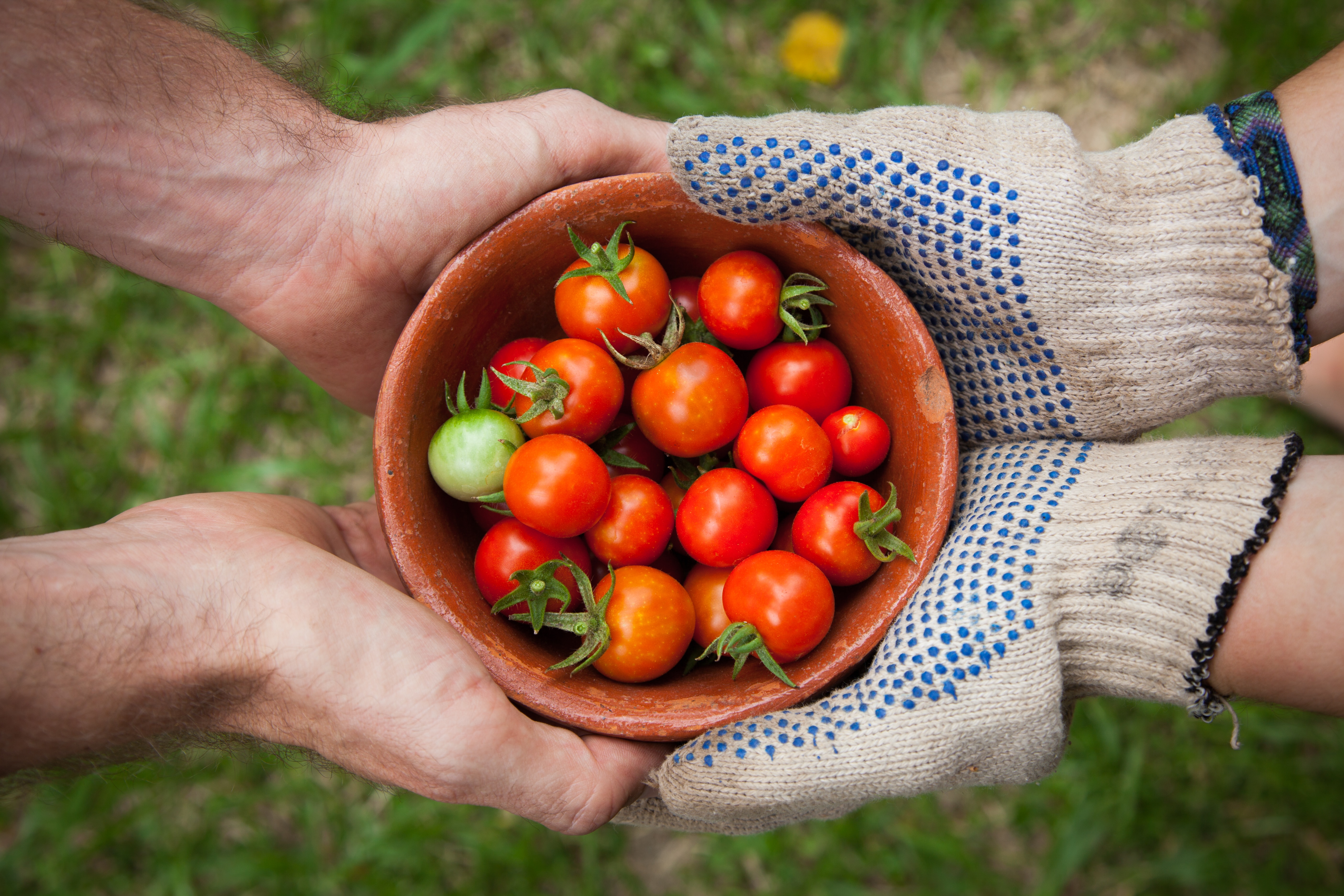bowl of tomatoes being handed off
